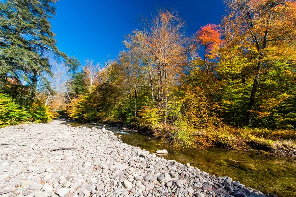 Couleurs d'automne sur un flux distant dans les Catskills — Photo