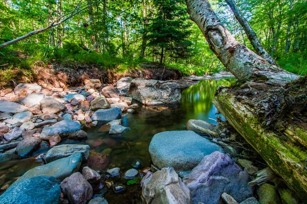 Malý pramen potoka ve Wisconsinu — Stock fotografie