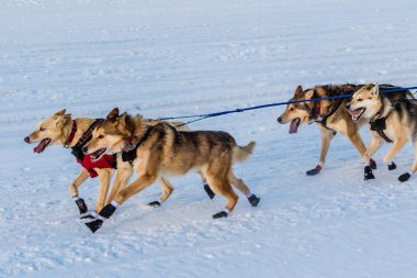 2016 Yukon Quest kızak köpekleri