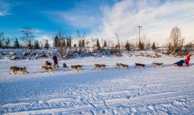 2016 Yukon Quest köpek takım