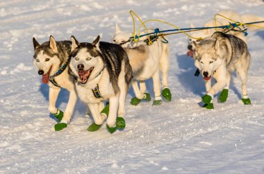 2016 Yukon Quest sled dogs clipart