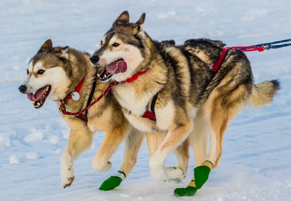 2016 Yukon Quest cani da slitta — Foto Stock