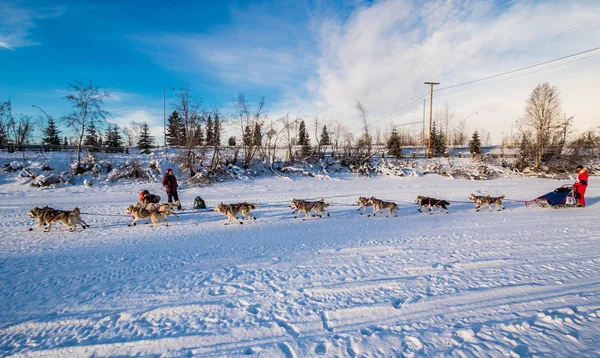 2016 Yukon Quest squadra di cani — Foto Stock