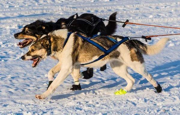 2016 Yukon Quest cani da slitta — Foto Stock