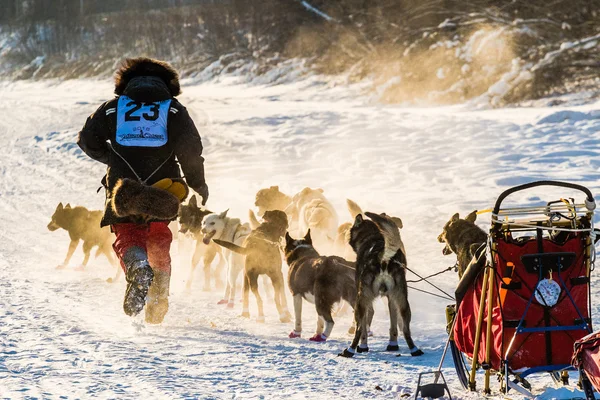 2016 Yukon Quest sled dogs — Stock Photo, Image
