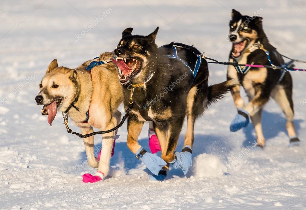 Stockfotos Iditarod Bilder Stockfotografie Iditarod Lizenzfreie Fotos Depositphotos