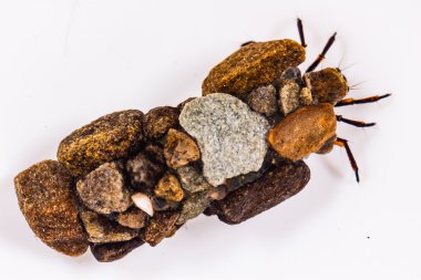 Kasalı caddisfly larva
