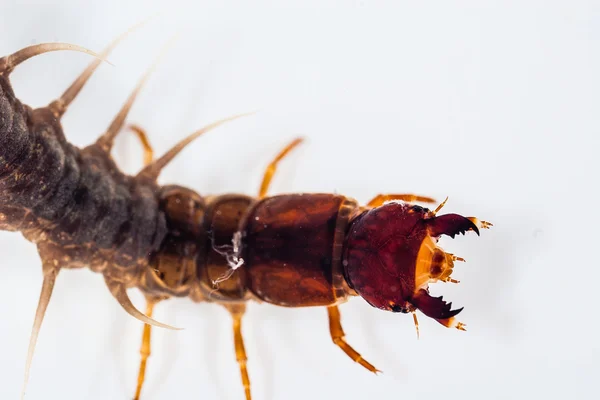 Una larva de mosca — Foto de Stock