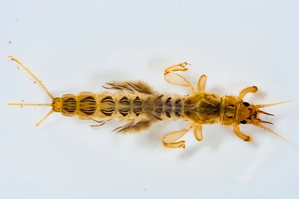 A burrowing mayfly nymph — Stock Photo, Image