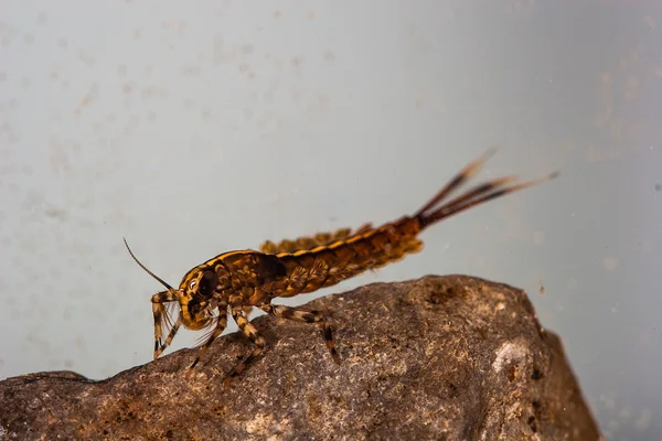 Isonychia natación mayfly ninfa — Foto de Stock