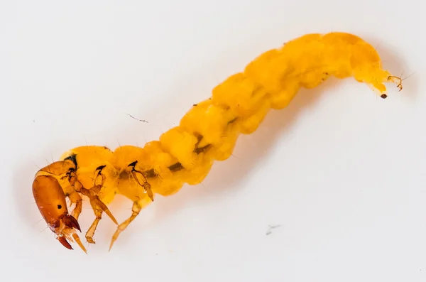 A small caddisfly larva — Stock Photo, Image