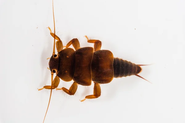 Peltoperlidae ninfa mosca de piedra — Foto de Stock