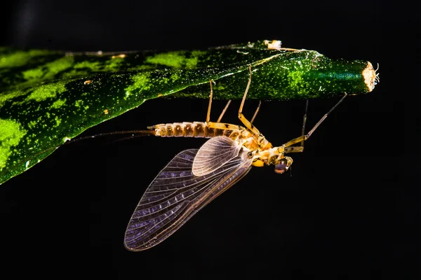 Dun de mayfly adulto — Foto de Stock