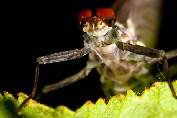 Drunella doddsii mayfly — Foto de Stock
