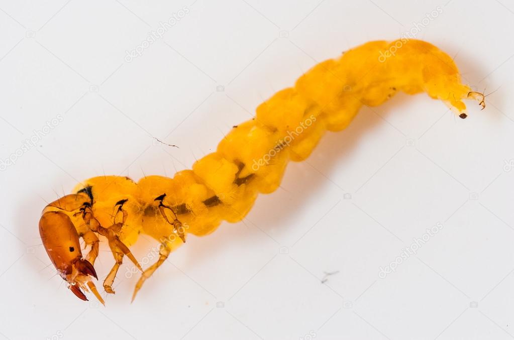 A small caddisfly larva