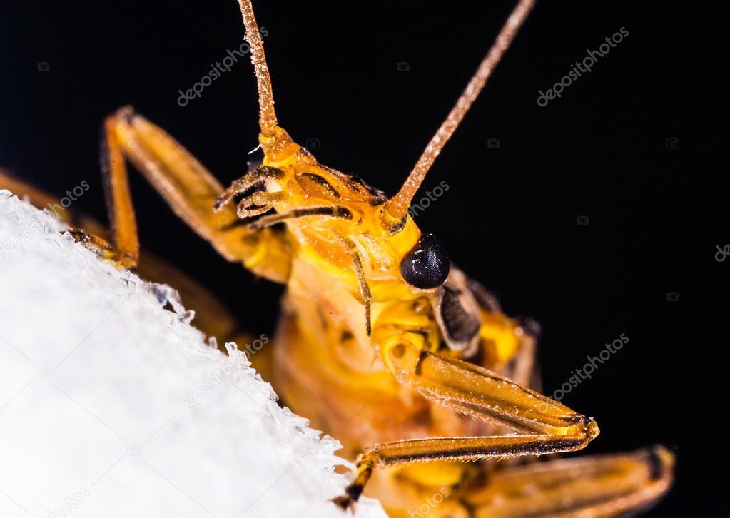 Stonefly nymph close up