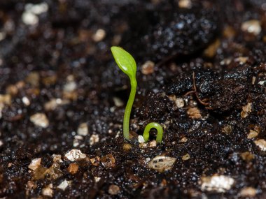 Çimlenme bitki tohum