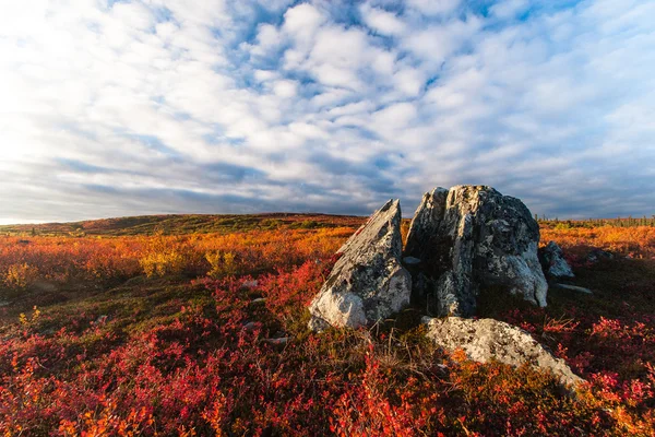 Tundra fall colors — Stock Photo, Image