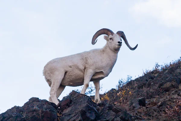 Dall ram en el Parque Nacional Denali — Foto de Stock