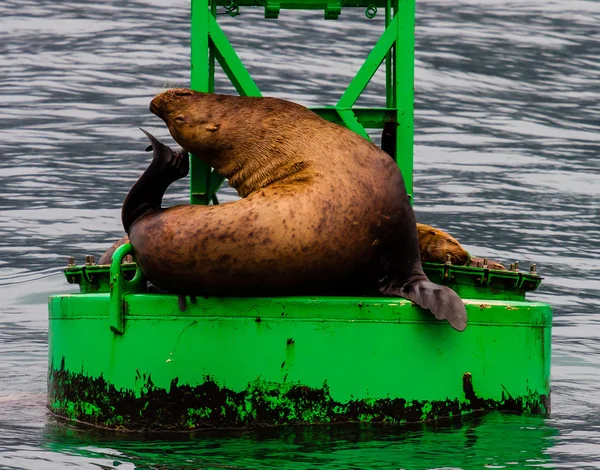 León marino arañando una picazón — Foto de Stock