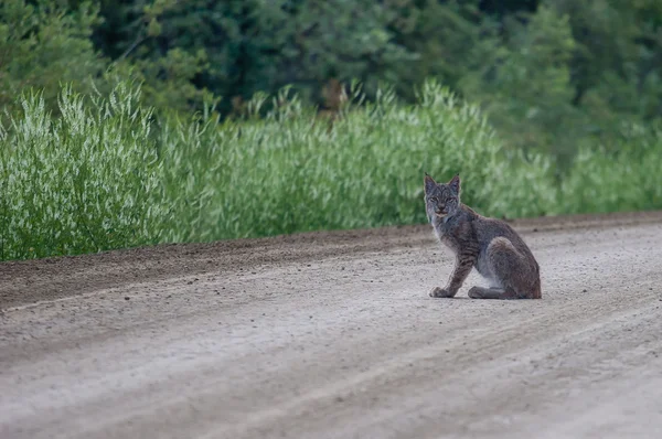 Dalton highway Lynx — Stok fotoğraf