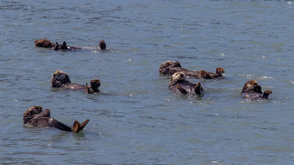 Seis lontras marinhas — Fotografia de Stock