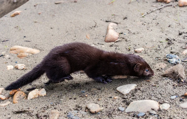 Nerz im Sand — Stockfoto