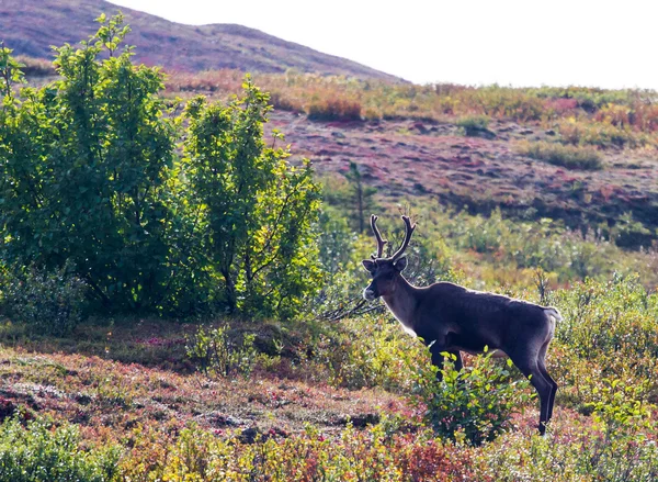 Cow caribou en el valle de Windy Creek —  Fotos de Stock