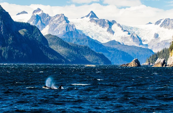 Respiração orca abaixo dos glaciares — Fotografia de Stock