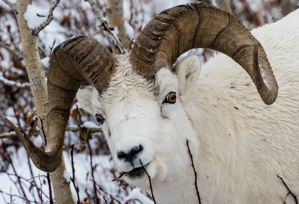 Rizo completo carnero de oveja Dall en el Parque Nacional Denali —  Fotos de Stock