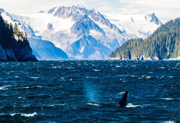 Respiración orca debajo de los glaciares — Foto de Stock