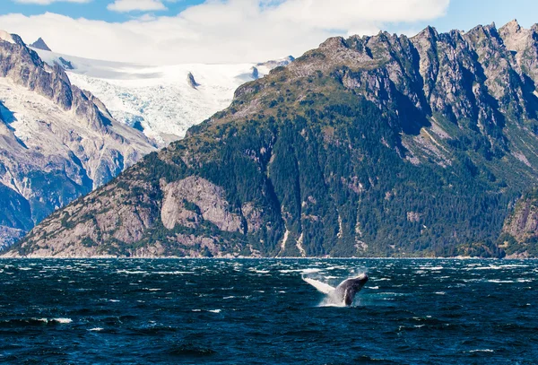 Горбатий кит порушення — стокове фото