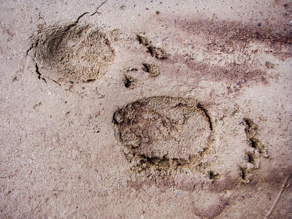 Grizzly bear tracks Stock Photo by ©jason.troutnut.com 99909208