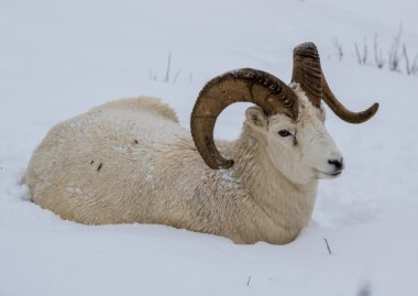 Büyük Dall ram karda