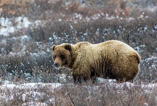Medvěd grizzly ve sněhu — Stock fotografie