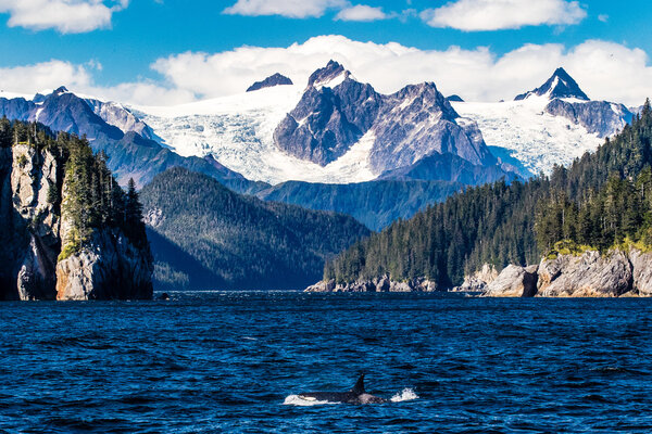 Orca porpoising by glaciers