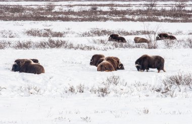 Musk oxen in Alaska