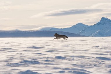 Alaskan tundra wolf clipart