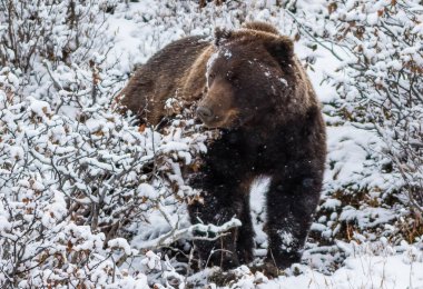 Büyük erkek boz ayı