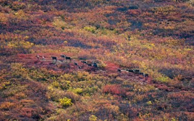A herd of caribou in the brush near the Denali Highway