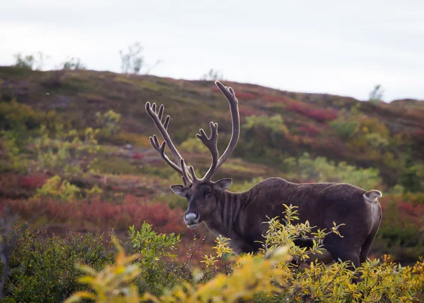 Mocking Bull caribou — Stock Photo, Image