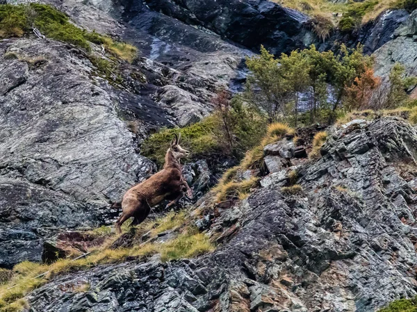 Chamois kör upp på klipporna — Stockfoto