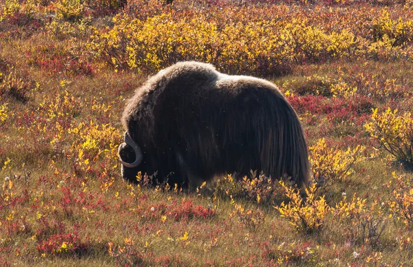 アラスカの北斜面のジャコウ牛 — ストック写真