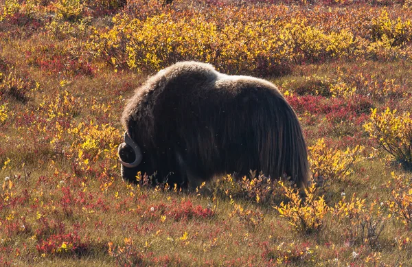 Buey almizclero en la ladera norte de Alaska —  Fotos de Stock