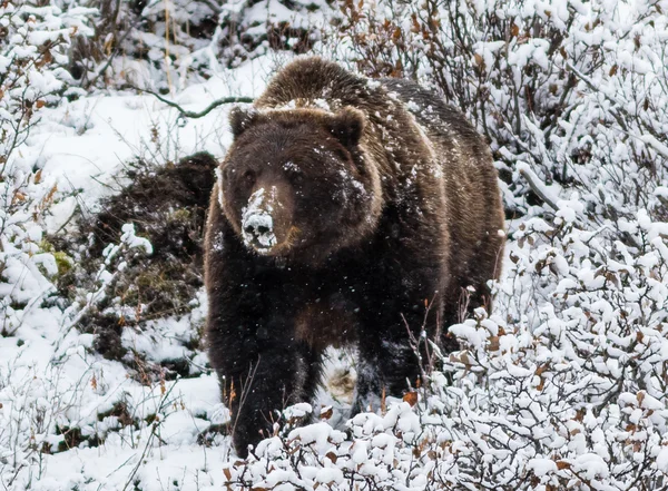 Gran oso pardo macho —  Fotos de Stock