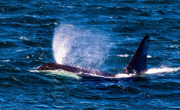 Aliento de ballena asesina — Foto de Stock