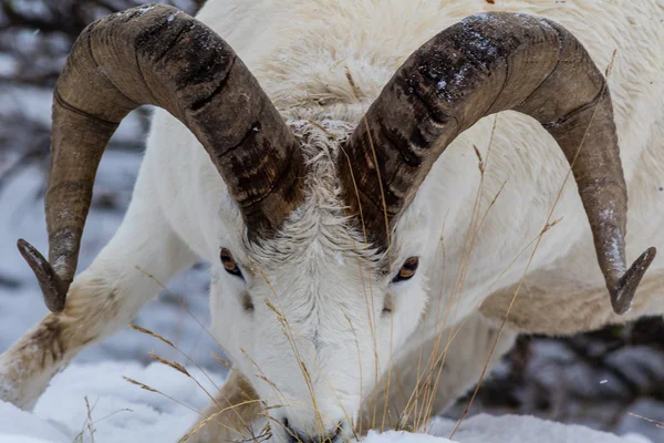 Dall ram curl — Stockfoto