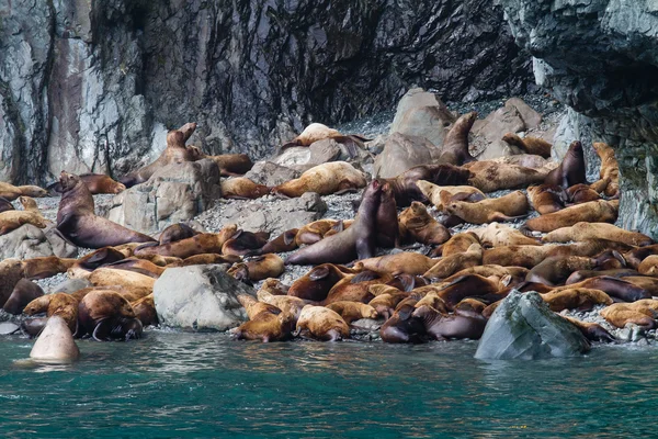 Sea lion colony — Stock Photo, Image