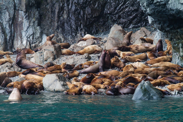 Sea lion colony
