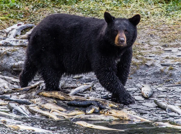 Rano black bear — Zdjęcie stockowe